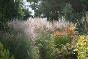 Chinaschilf - Miscanthus sinensis Ferner Osten - Gräserwelten